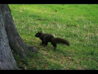 Canada Québec Montréal 2007
