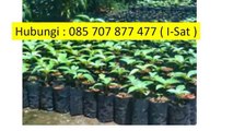 I-SAT 085 707 877 477 - Beli Bibit Jabon,Beli Bibit Jabon Merah,Beli Bibit Jabon di Bogor