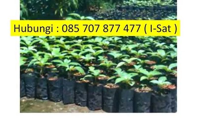 I-SAT 085 707 877 477 - Jabon Siap Panen,Pohon Jabon Siap Panen,Jabon Merah Siap Panen