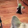 Yoda combat deux bulldogs au sabre laser !