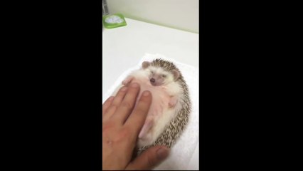Massage d'un hérisson.. Il est tellement bien LOL