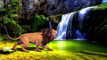 3D Dog vs Cat Daddy Finger Song | Lion Vs Black Panther | Monters vs Dinosaur And Butterfly