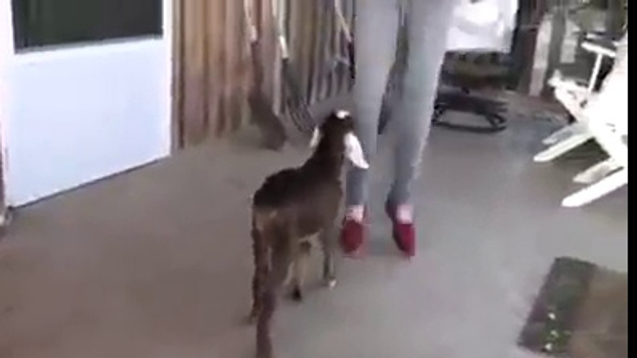 Keçi ile genç kızın dansı ! Çok güzel