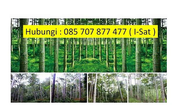 I-SAT 085 707 877 477 - Go Green,Go Green School,Go Green Malang