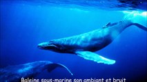 Baleine sous-marine son ambiant et bruit