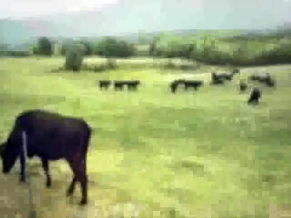 Cow being abducted