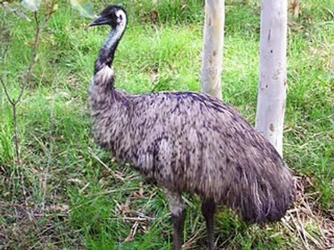 Australian Animal Action Dance Songs for Children Kindergarten Kids Preschoolers Exercise Music Song