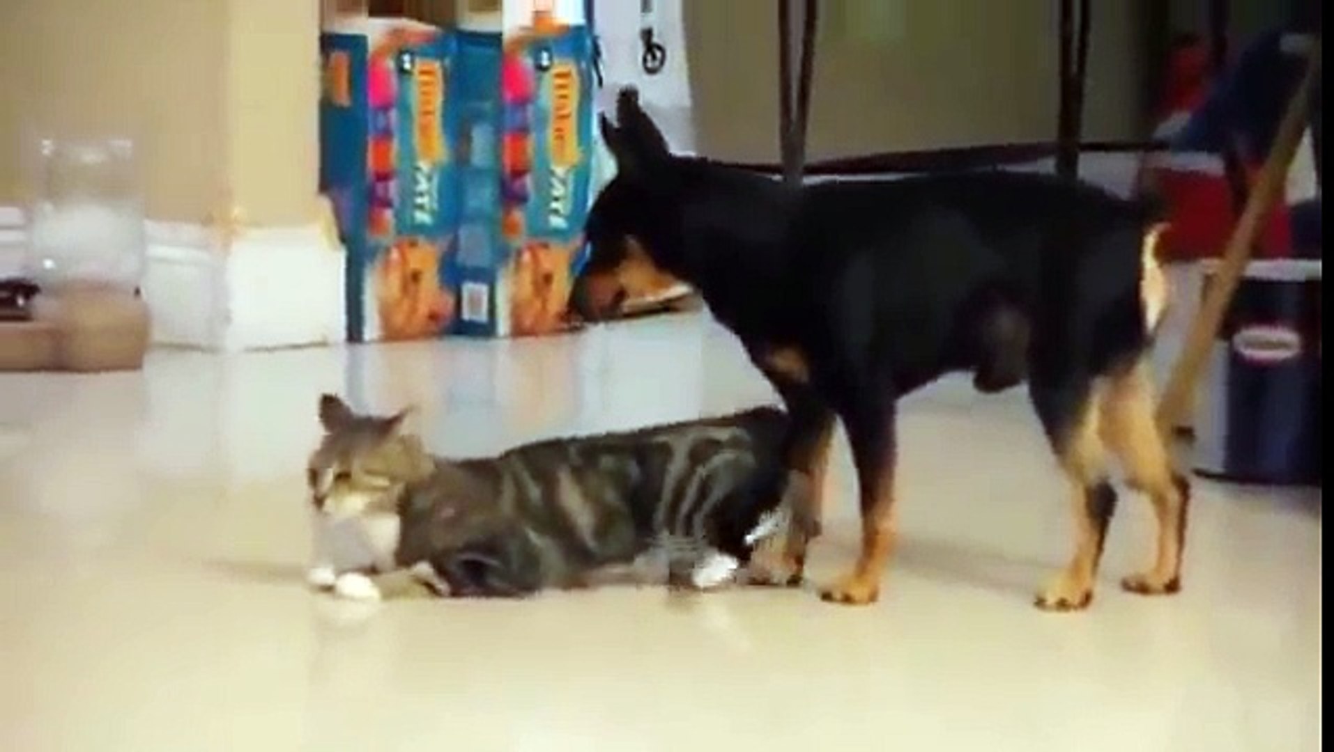 cat and dog mating together