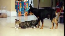 dog mate with Cats