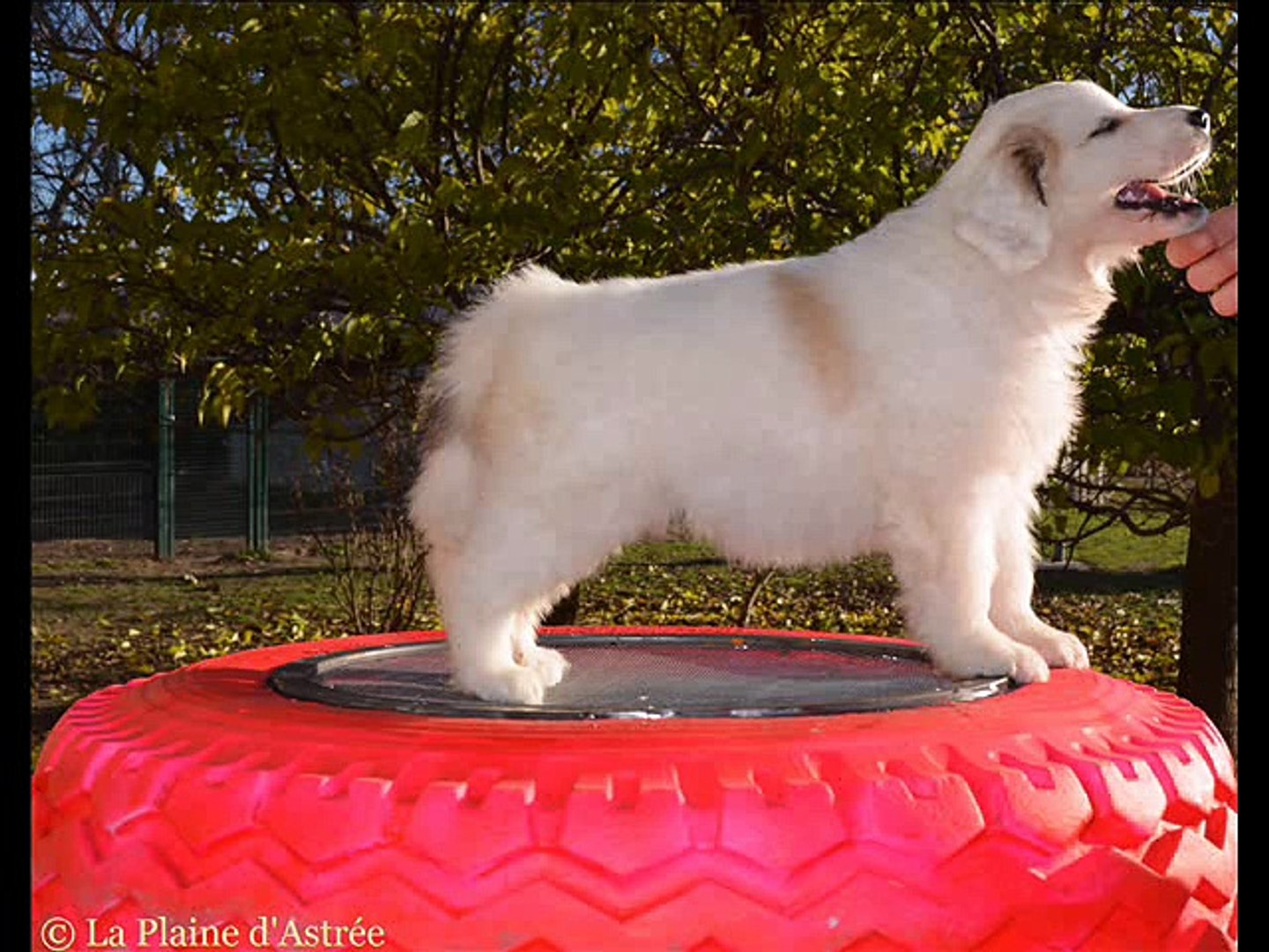 Chiot Montagne Des Pyrénées Femelle 1 Patou De Gérone De La Plaine Dastrée à 5 Semaines Vidéo Dailymotion