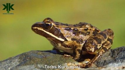 Türkiye'de nesli tükenmekte olan hayvanlar