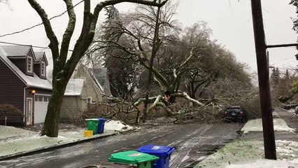 Un arbre tombe subitement sur une maison juste sous ses yeux (États-Unis)