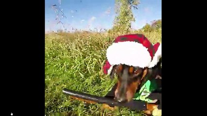 EL PERRO CASADOR DE AVES