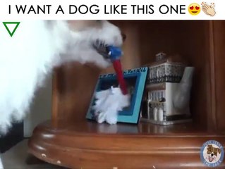 Eu preciso deste cão, por favor!