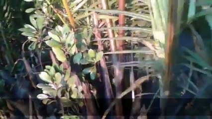 মিয়ানমারের আয়লান, সভ্যতা কোথায়_ [ভিডিও] _ youtube Lokman374 _ 1080p HD