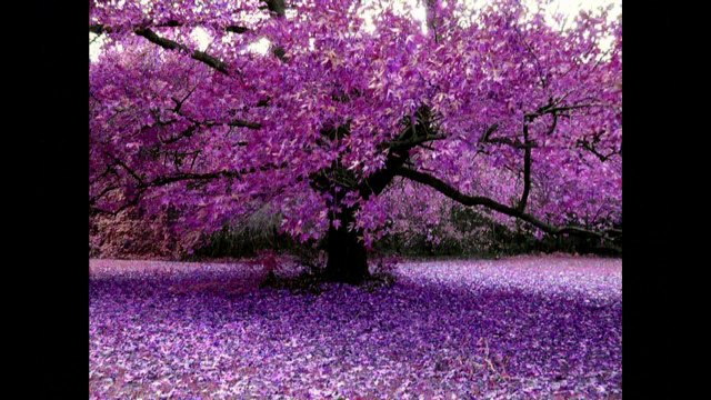 Mensagem de Esperança com Nelson Dantas e Sara Samita 09.12.2016