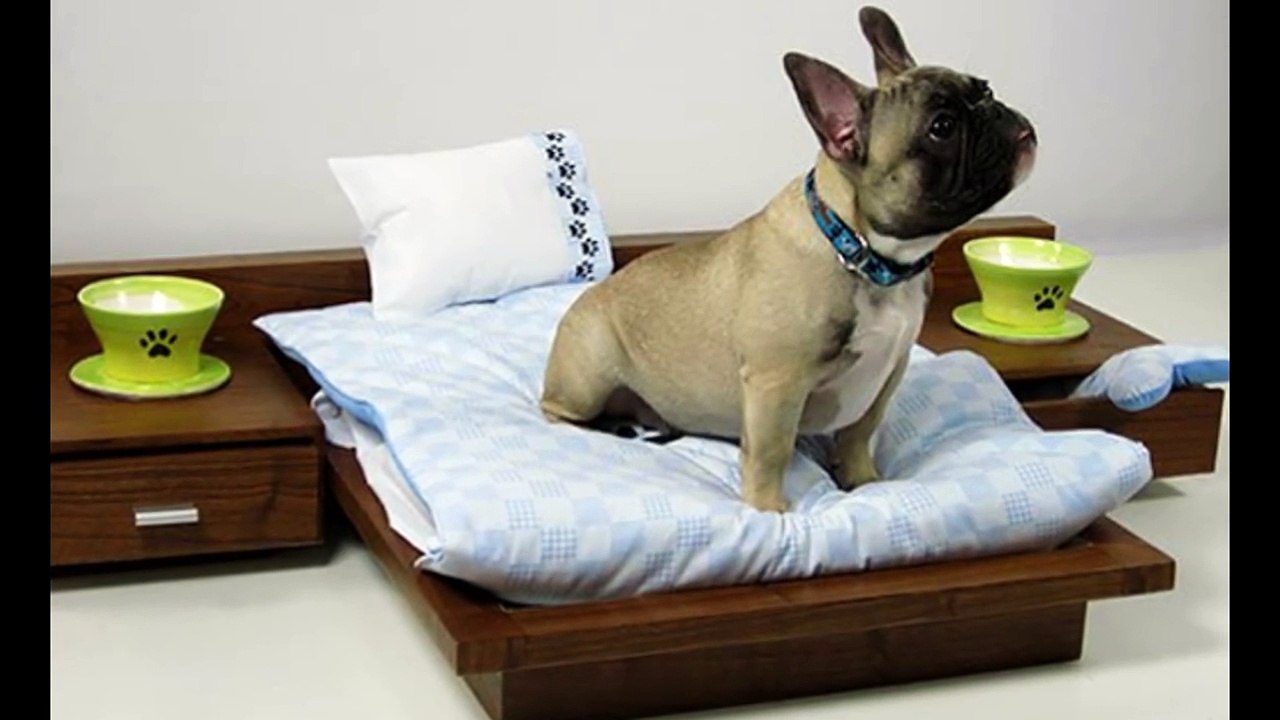 Victor Madera 5 regalos para nuestras mascotas