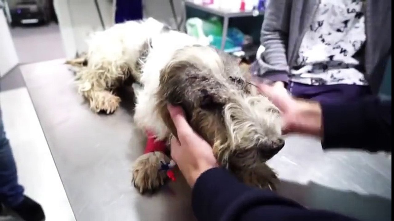 Recuperação Inacreditável de Cão Que Foi Atirado De Carro Em Andamento!