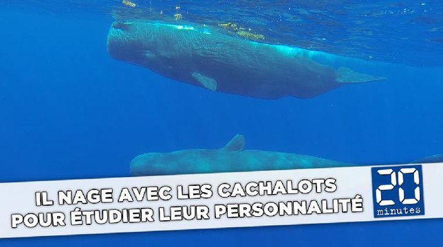 Il nage avec les cachalots pour étudier leur personnalité
