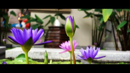 Ale & Met - THAILANDIA (Koh Samui) 2016 TRAILER