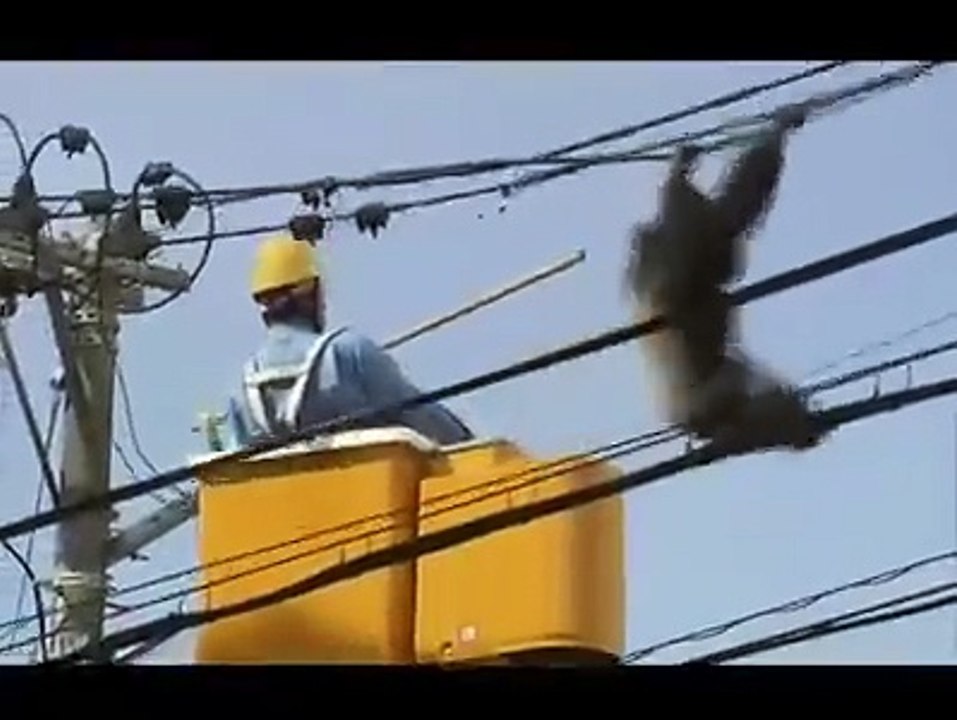 Chimpanzee up on High Electricity Pole