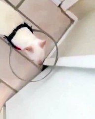 Görme engelli köpek için güzel bir buluş