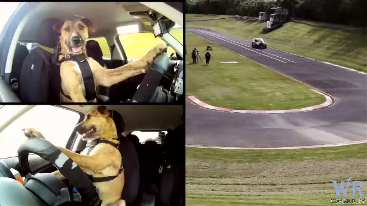 Dog driving