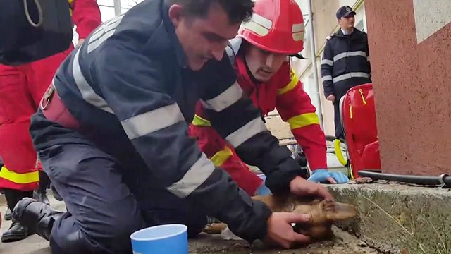 Un pompier fait du bouche-à-bouche à un chien pour le sauver