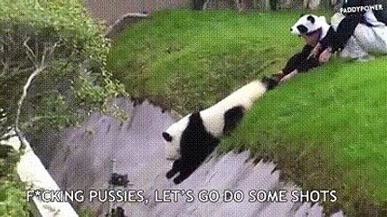 Un panda polisson n'écoute pas sa gardienne