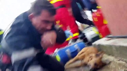 Un pompier sauve un chien en lui faisant du bouche-à-bouche