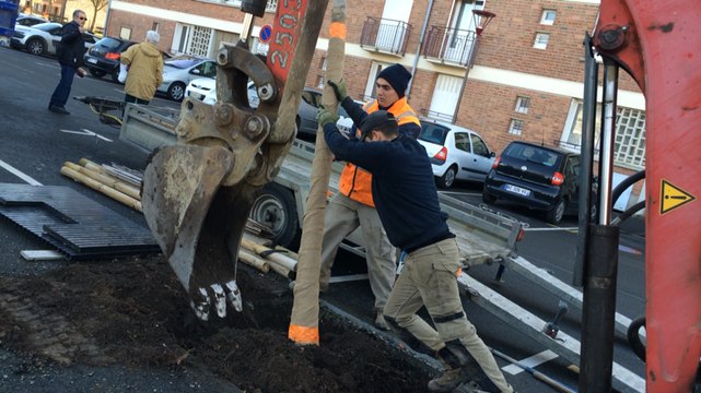 Remplacement des arbres, aux Maillets