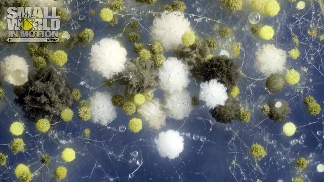 3rd Place - van Egmond