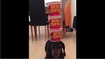 Talented dog displays excellent head-balancing skills
