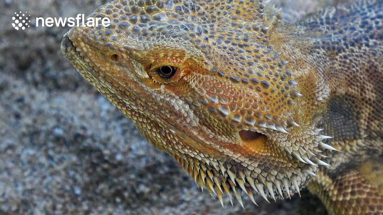 Bearded dragon keeps a close eye on man with camera