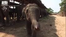 Baby Elephants vs. Their Trunks