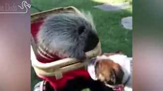 This Porcupine Has A Unique Family