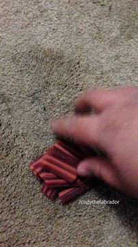 Labrador exhibits incredible self-control during training