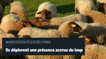 Des moutons à Paris pour protester contre le loup