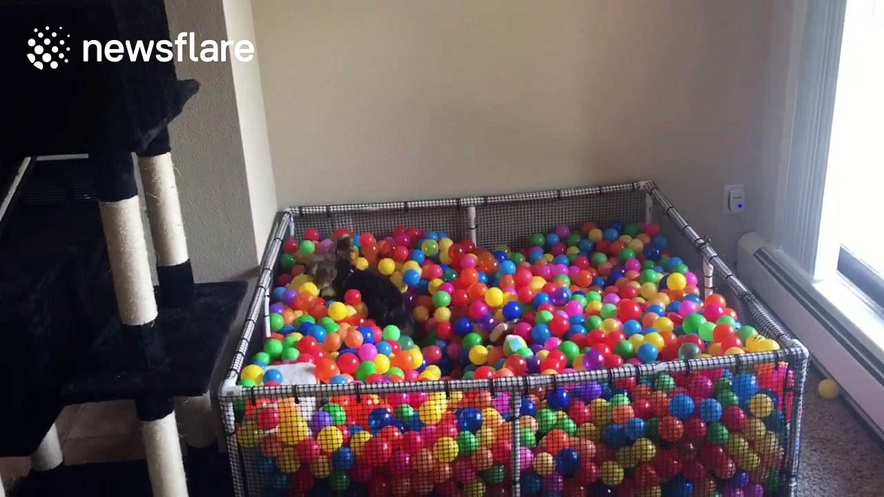 Dog has an amazing time playing in ball pit