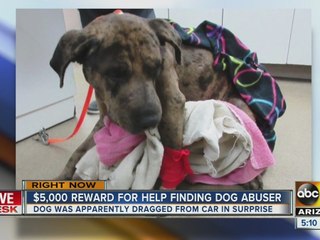 Dog dragged in Surprise, no arrest made