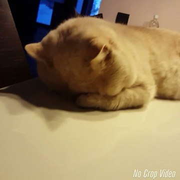 Weirdo cat sleeps in hilariously adorable position