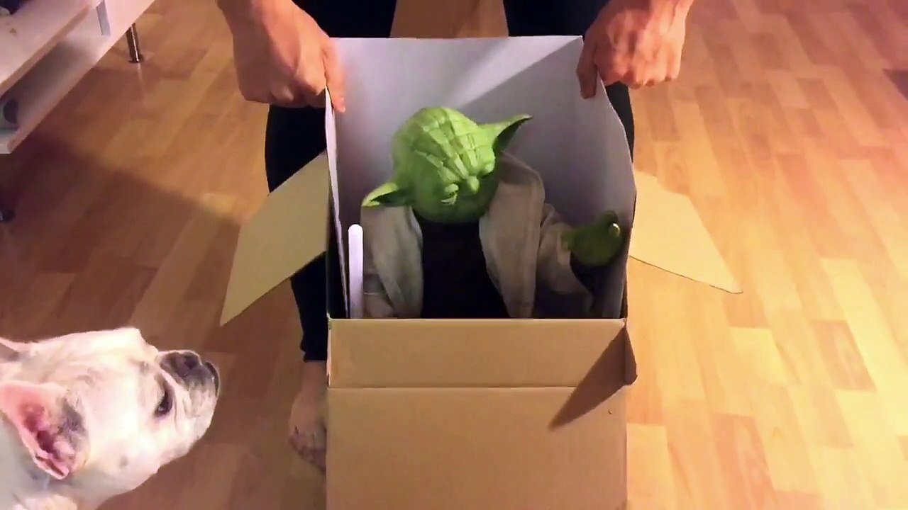 Master Yoda shows dog how to use the Force