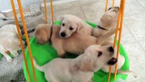 Labrador puppies play on a doggy swing