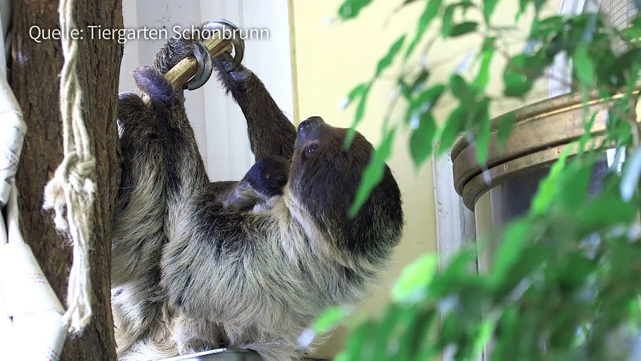 Baby-Faultier entzückt Wien