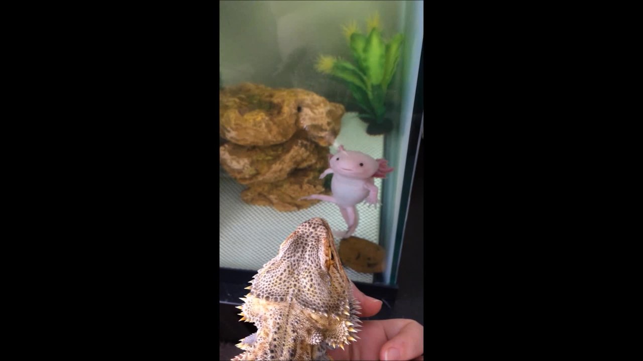 Lizard bonds with critically endangered salamander