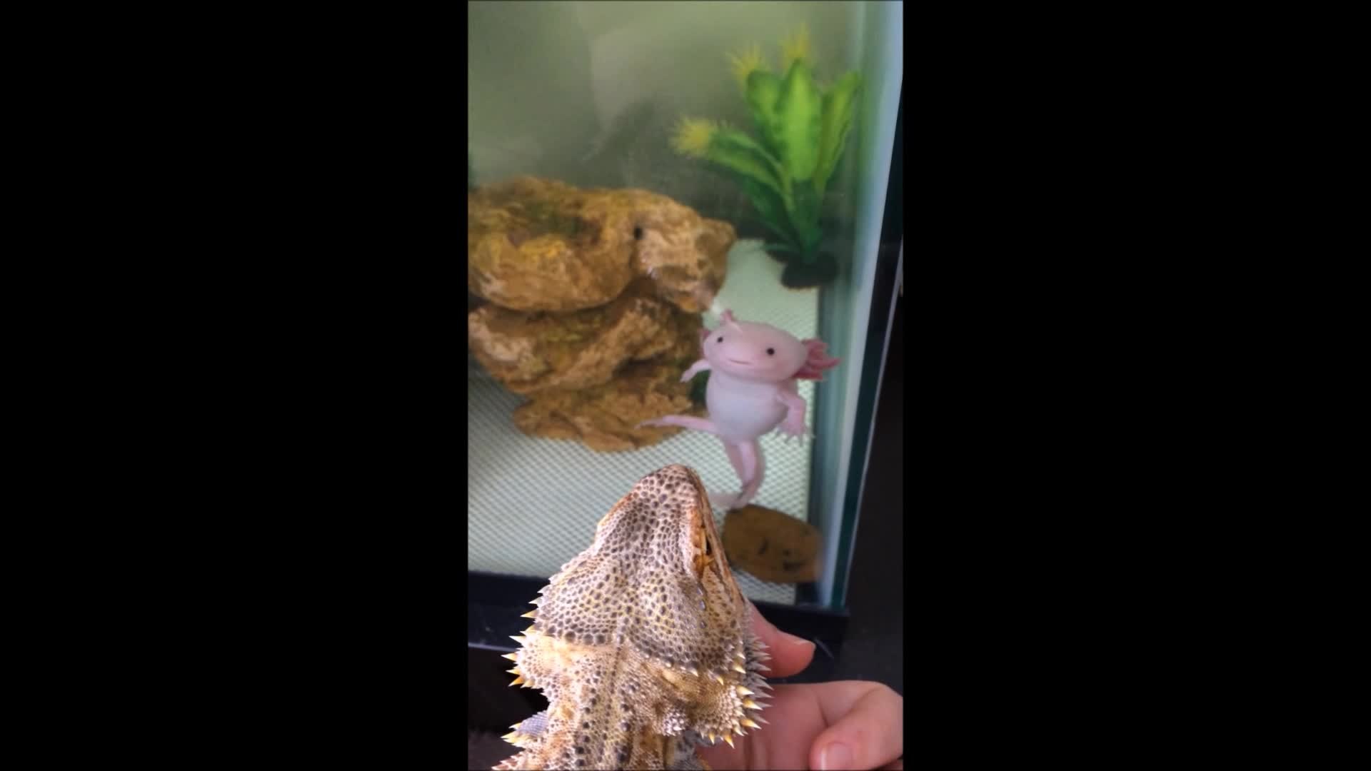 ⁣Lizard bonds with critically endangered salamander