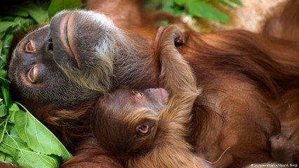 Sobrevivência dos orangotangos pode depender das reservas ambientais