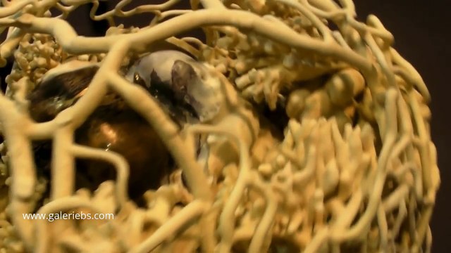 Romain Langlois - Foetus