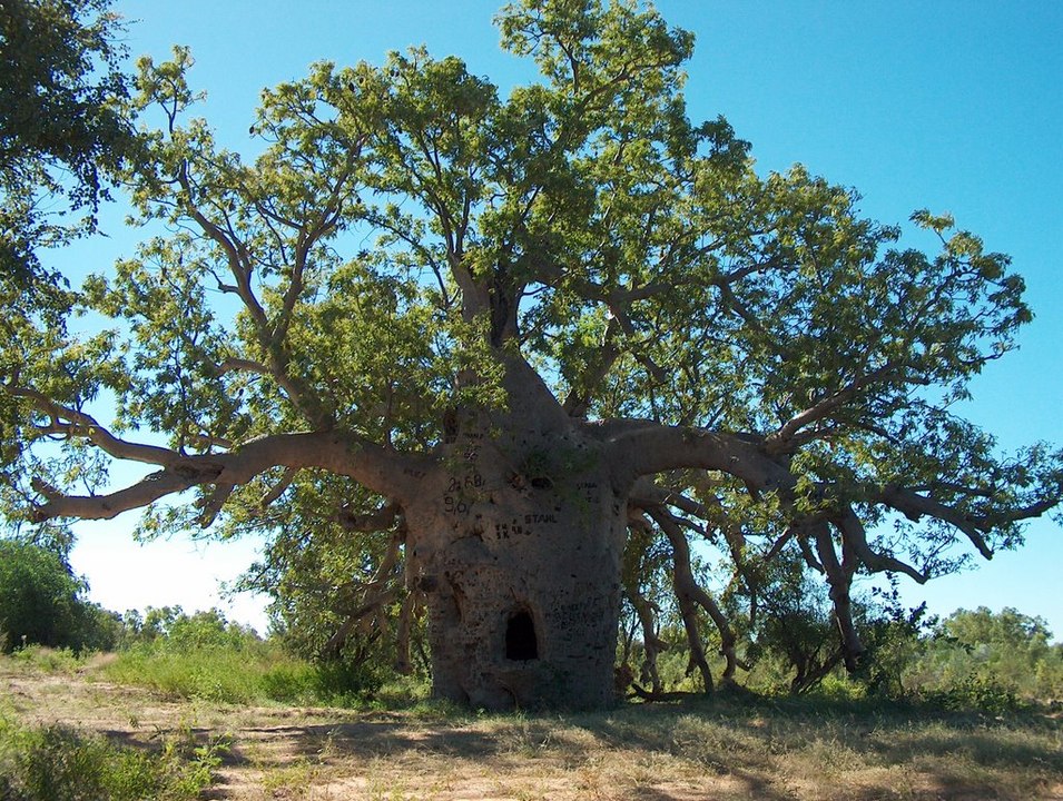 Baobab Tree