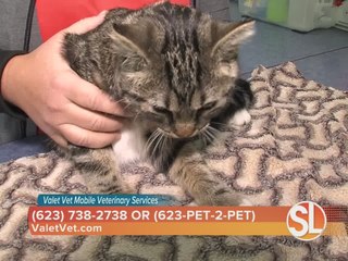 Let Valet Vet Mobile Veterinary Services come to you